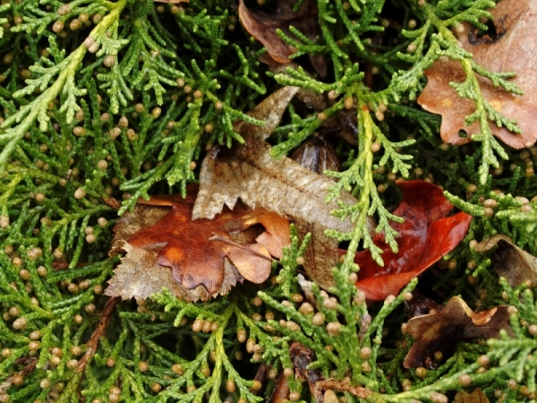 Saveur automnale.jpg